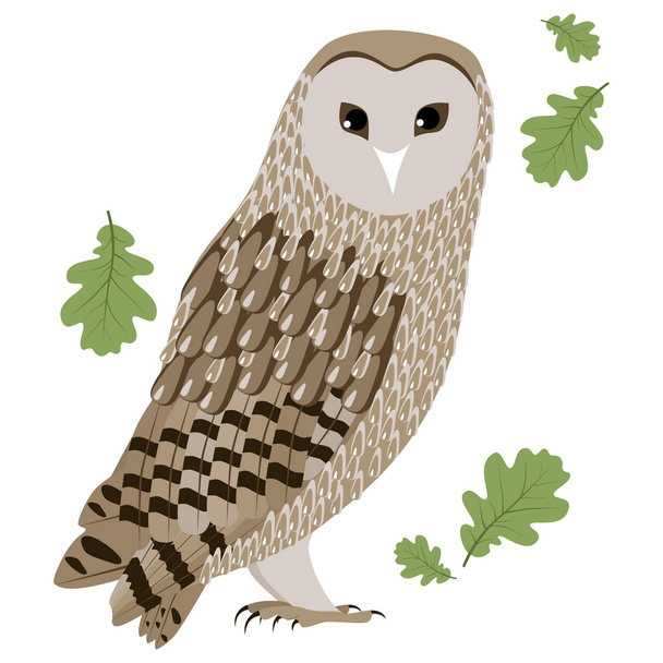 Vector Illustration of a Barn Owl - Vetor, Imagem
