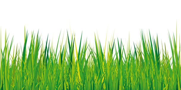 Textura de hierba verde sobre fondo blanco
  - Vector, imagen