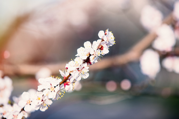 a cseresznye ág-fotó - Fotó, kép