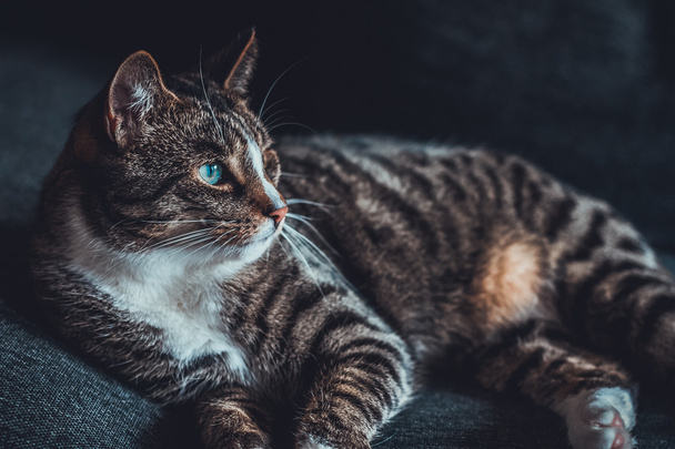 Memnuniyetle çizgili tekir kedi evde dinleniyor yan yatıp dikkatlice çerçevenin sağ tarafına bakıyor. - Fotoğraf, Görsel