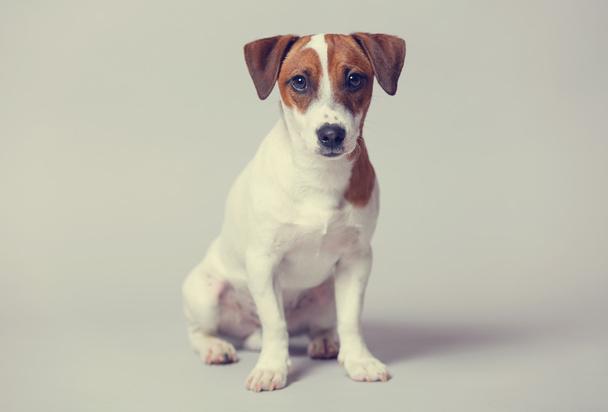 Портрет собаки
 - Фото, зображення