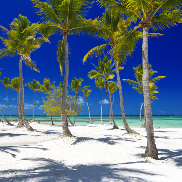 Playa en la isla tropical
 - Foto, Imagen
