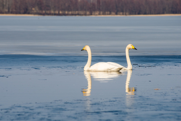 swan on lake water in sunny day, swans on pond - Photo, Image