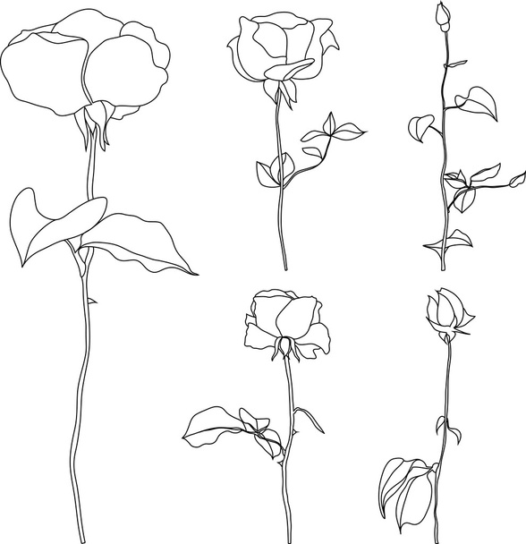 Roses set of detailed hand drawn illustration - Διάνυσμα, εικόνα