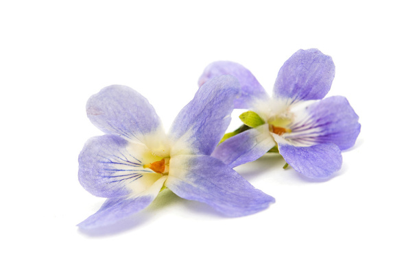 botânica flor violeta
 - Foto, Imagem