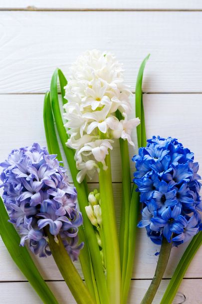 flores de jacintos coloridos
  - Foto, Imagen