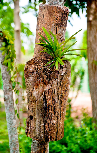 La orquídea joven sobre la madera en el bosque
 - Foto, Imagen