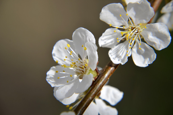  Китайський Слива квіти або японський абрикос квіти, Слива цвітіння - Фото, зображення