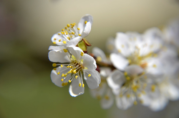  Китайський Слива квіти або японський абрикос квіти, Слива цвітіння - Фото, зображення