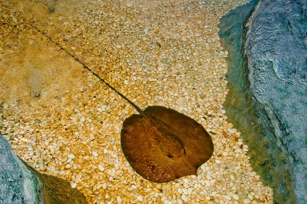 Рыба ската
 - Фото, изображение