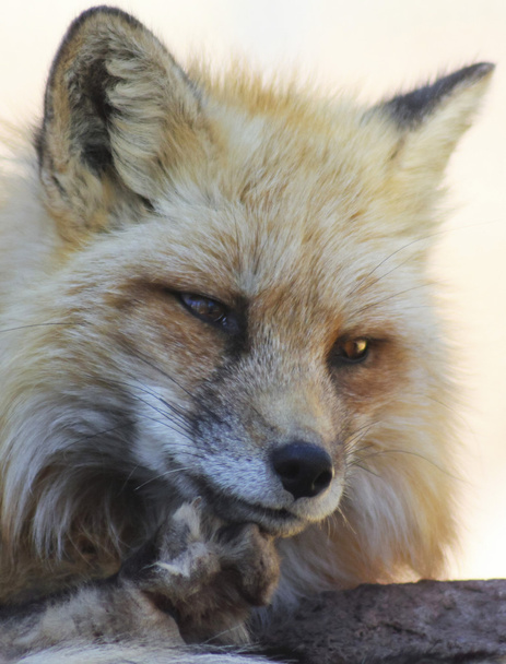 Um retrato de perto de uma raposa vermelha
 - Foto, Imagem
