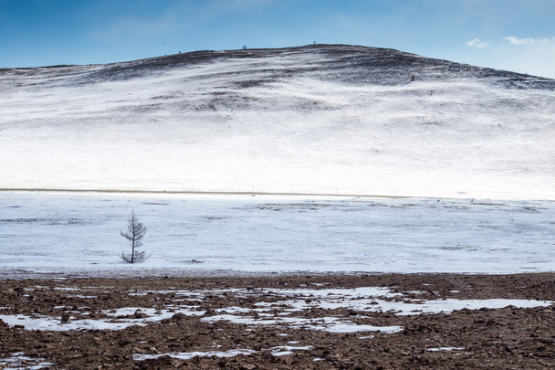 One little tree at winter mountains background - Zdjęcie, obraz