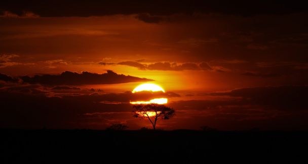 Acacia Tree alle Afrikkalainen auringonlasku
 - Valokuva, kuva