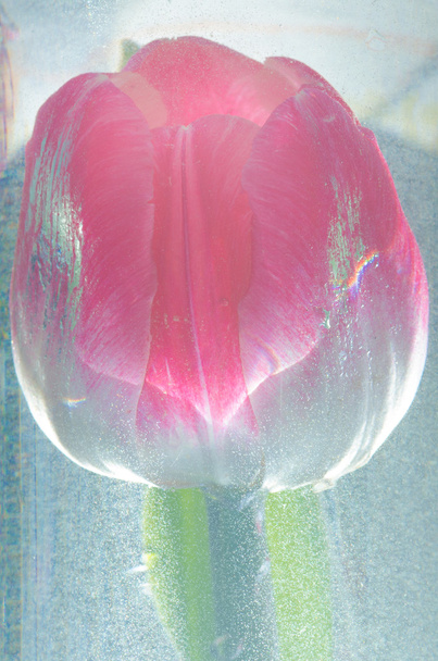 tulipa na água
 - Foto, Imagem