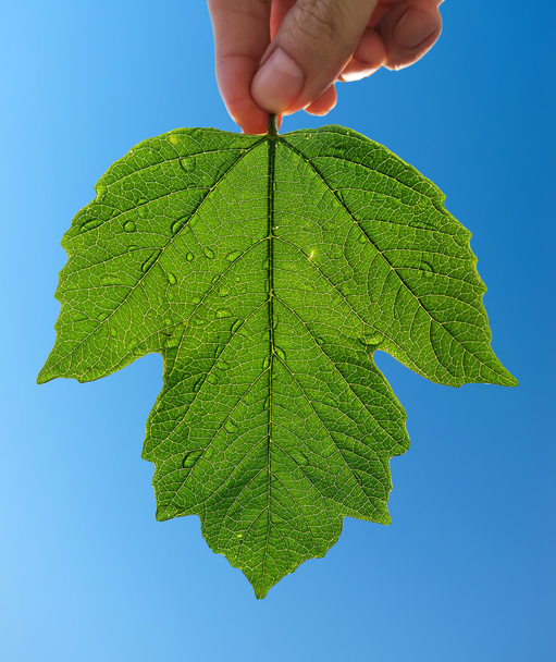 Green Leaf on the Sky - Фото, зображення