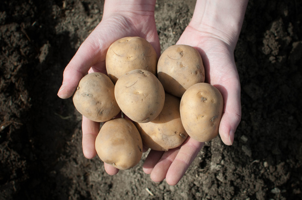 Potatoes in the palms - Foto, imagen