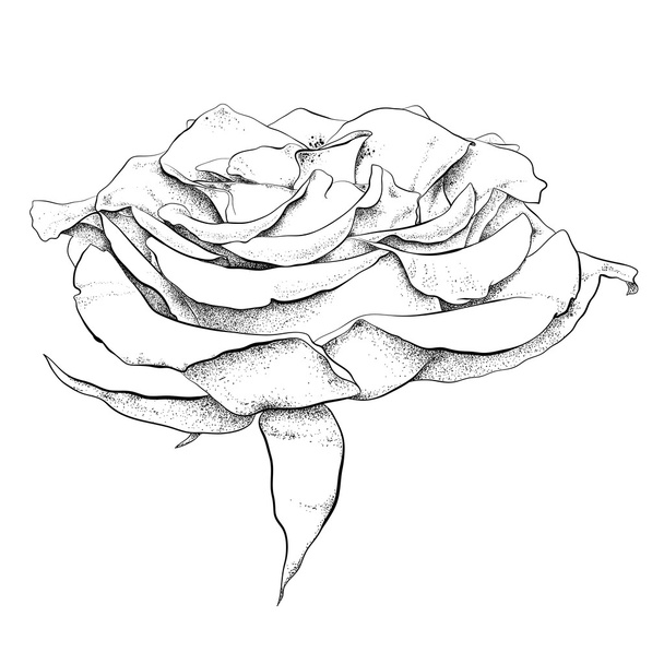 Highly detailed hand drawn rose - Vector, Image