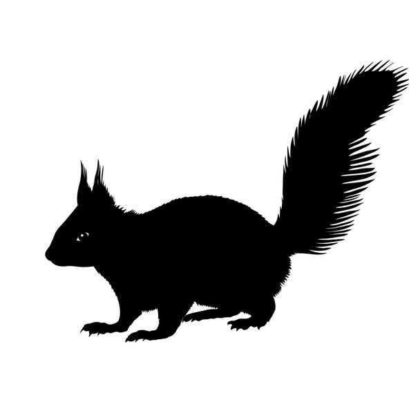 squirrel  black silhouette  - Vector, Image