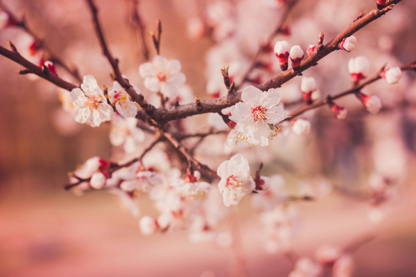 Een tak van een bloeiende boom van abrikoos. Bloeiende lente. Lente achtergrond - Foto, afbeelding