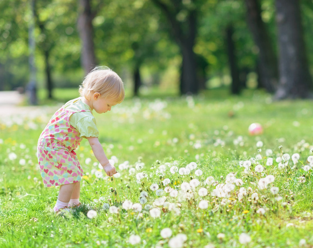 Baby gathering dandelions in park - Zdjęcie, obraz