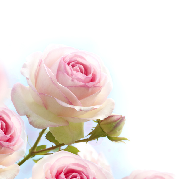 romantyczny róż kwiatów tła - Zdjęcie, obraz