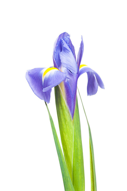 Hermosas flores de iris
 - Foto, Imagen