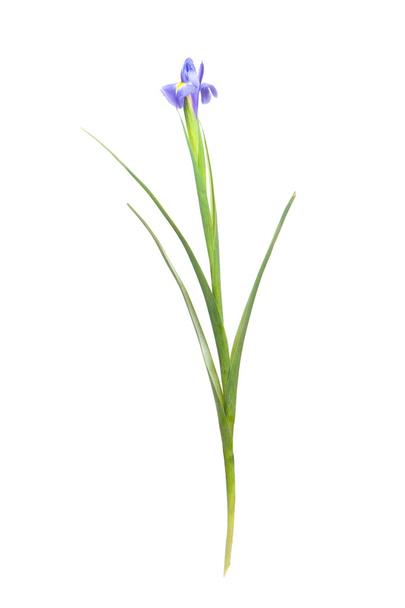 Hermosas flores de iris
 - Foto, Imagen