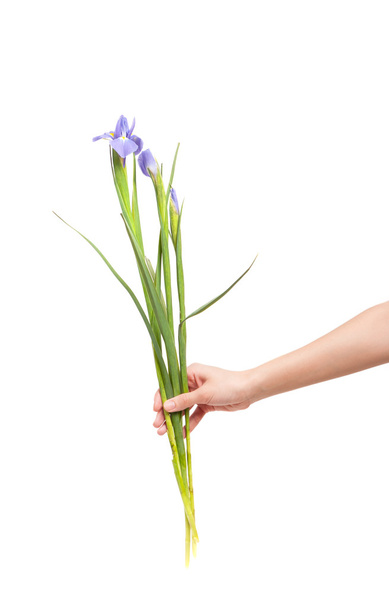 Iris květiny v ruce  - Fotografie, Obrázek