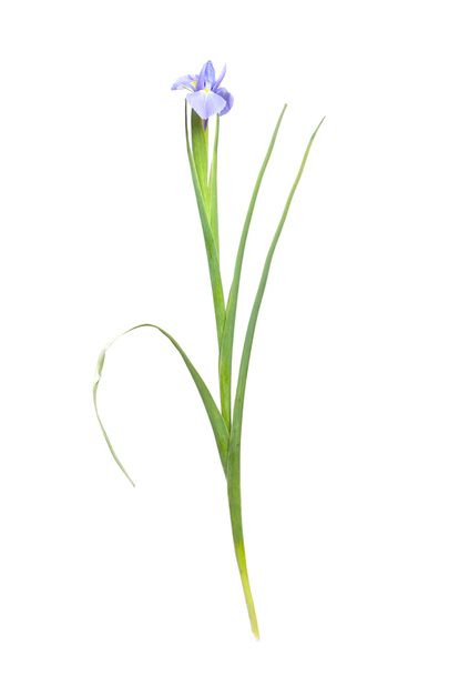 Beautiful Iris flowers - Фото, изображение