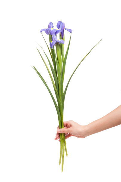 Iris flower in hand  - 写真・画像