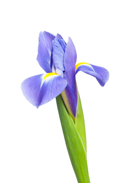 Belles fleurs d'iris
 - Photo, image