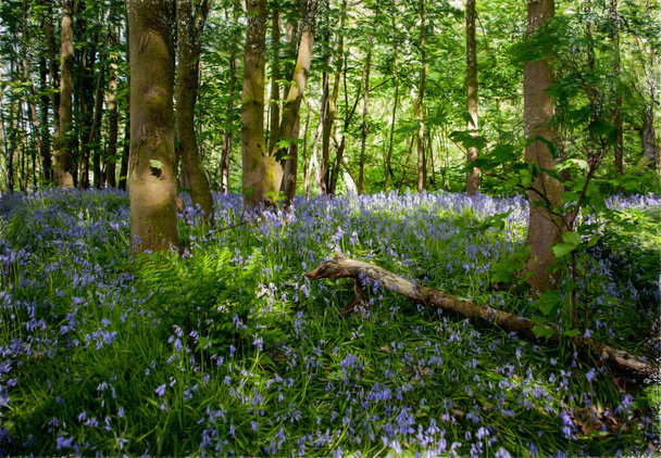 immagine in stile pittura di legno di BlueBell in primavera, con log
 - Foto, immagini