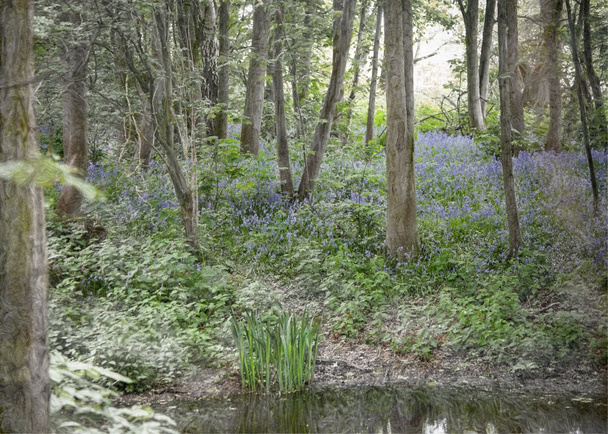 immagine in stile soft style pittura di legno di BlueBell in primavera, con stagno
 - Foto, immagini