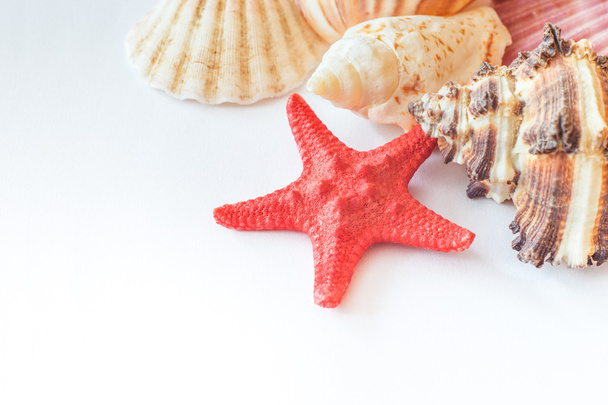 conchas y estrellas de mar sobre papel blanco
 - Foto, imagen