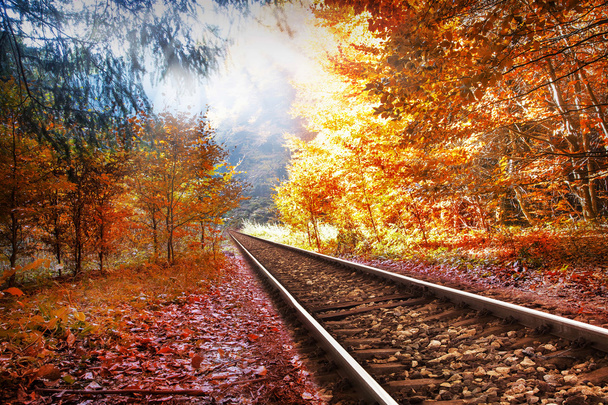 Railway in the autumn forest - Photo, Image
