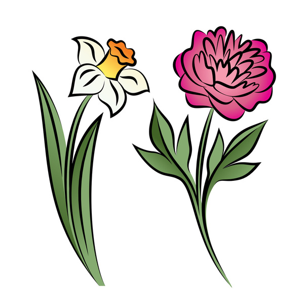 Set of two outlined flowers. Peony and narcissus - ベクター画像