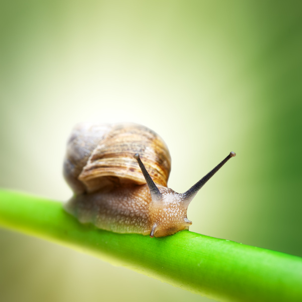 Snail on green stem - Photo, Image