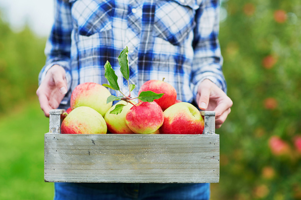 Woman picking ripe organic apples - Fotografie, Obrázek