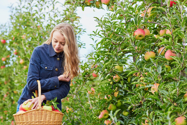 Woman picking ripe organic apples - Фото, изображение