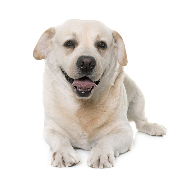 Labrador-Retriever - Foto, Bild