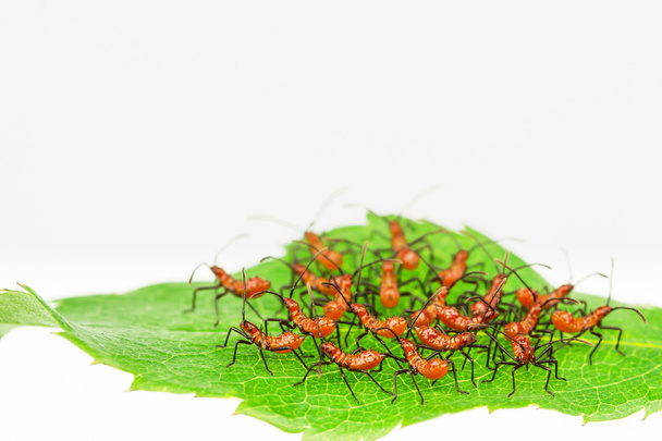 Ninfas de insectos Assasin
 - Foto, Imagen