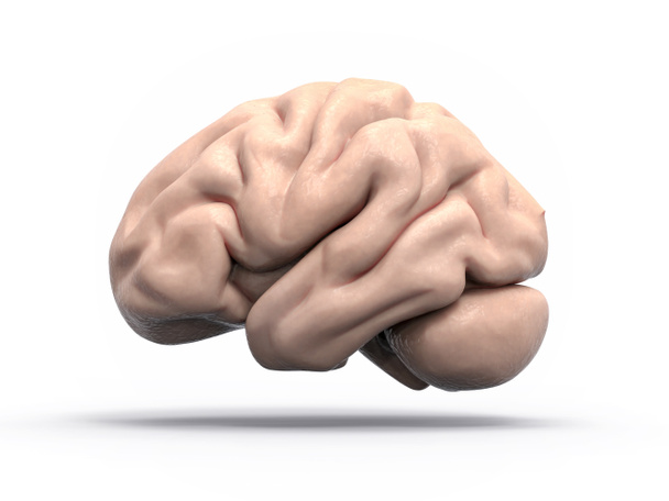Illustration 3D isolée du cerveau
 - Photo, image