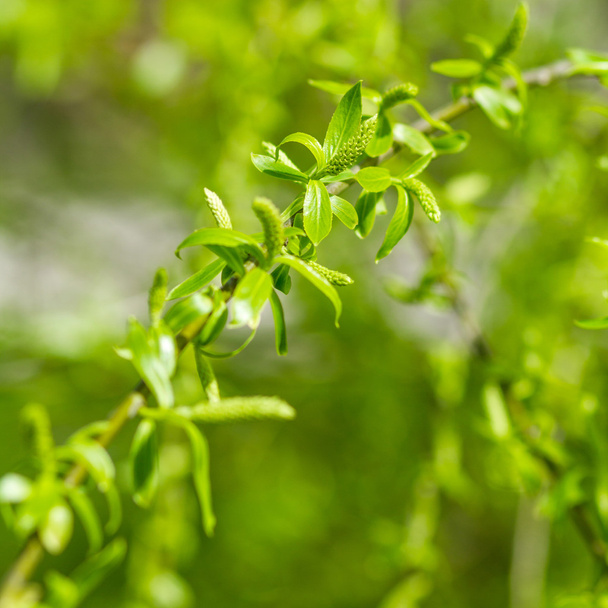 zelené vrby větev - Fotografie, Obrázek