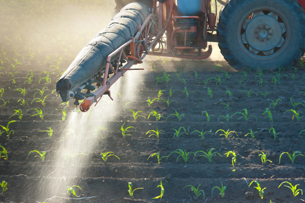 Tractor fertilizes crops corn - Photo, Image