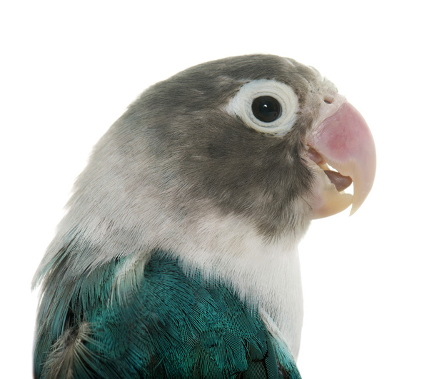 Mavi masqued cennet papağanı - Fotoğraf, Görsel