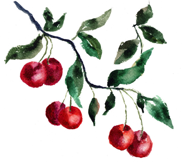 Watercolor cherry - Φωτογραφία, εικόνα