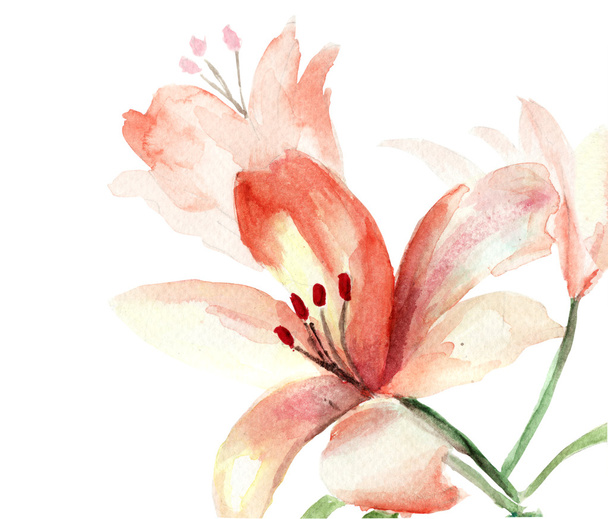 Beautiful Lily flowers - Фото, зображення