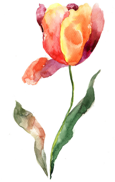 Watercolor illustration of Tulip flower - Fotoğraf, Görsel