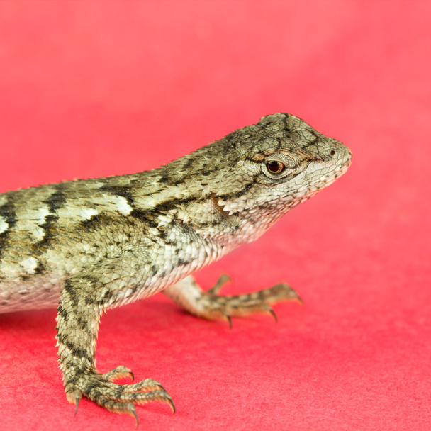 Lizard, North Carolina - Photo, Image