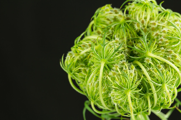 Queen Anne's Lace flower setting seed - Photo, Image